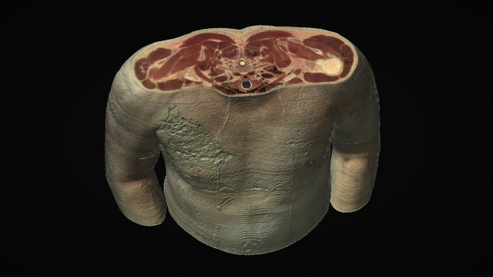 The body building from one slice