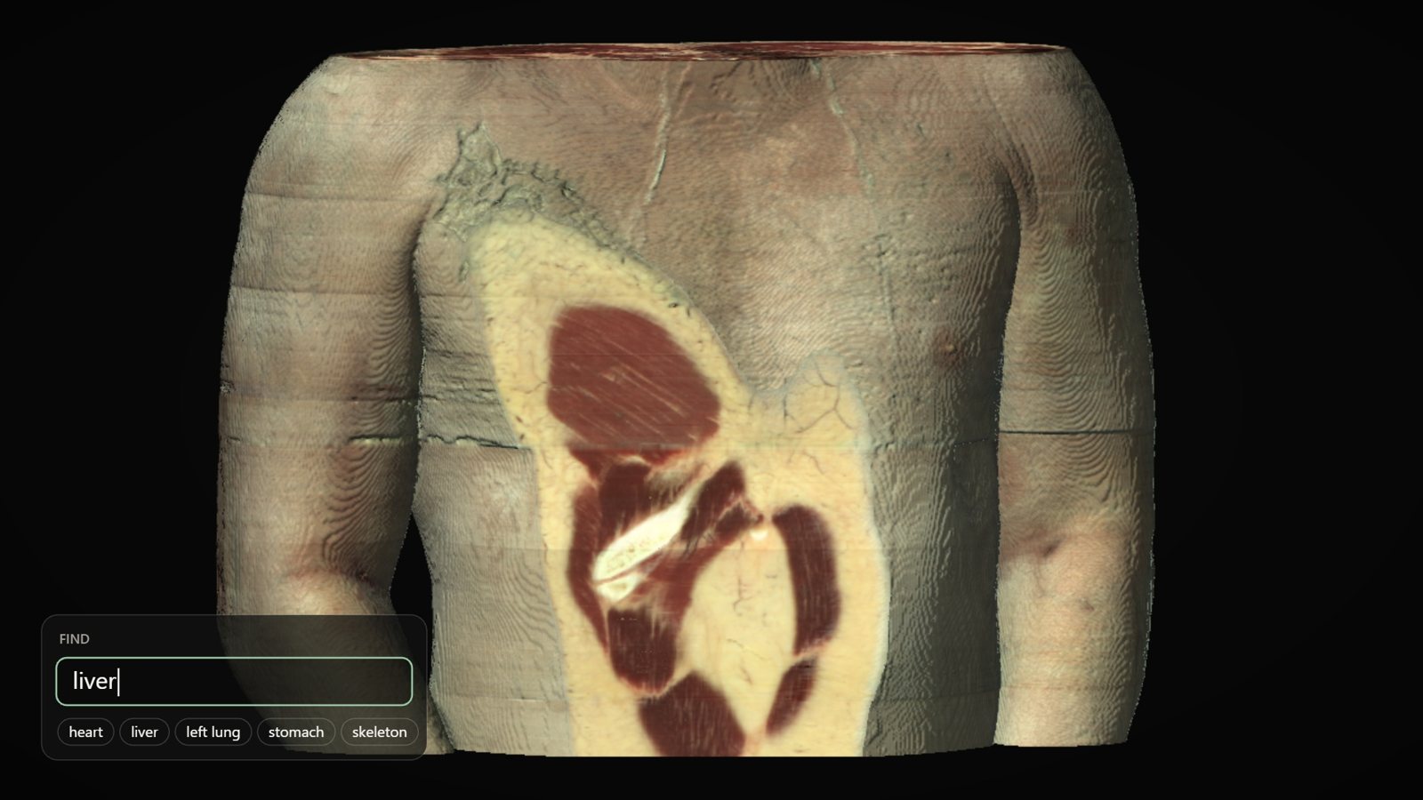 Typing liver into Find