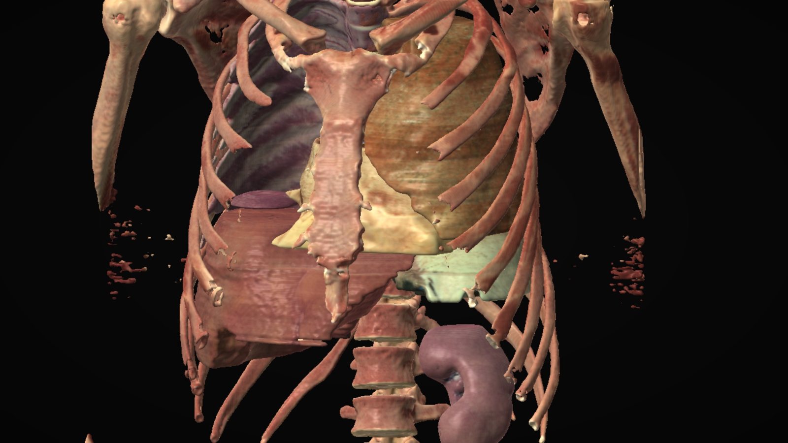 Skeleton and organs together